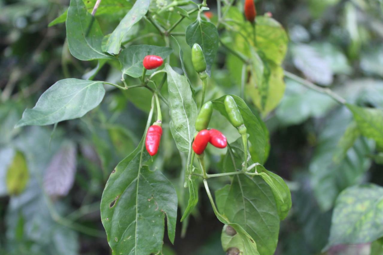 Whistling Woods Farm Stay Kushālnagar Esterno foto