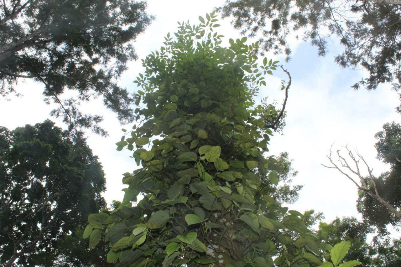 Whistling Woods Farm Stay Kushālnagar Esterno foto